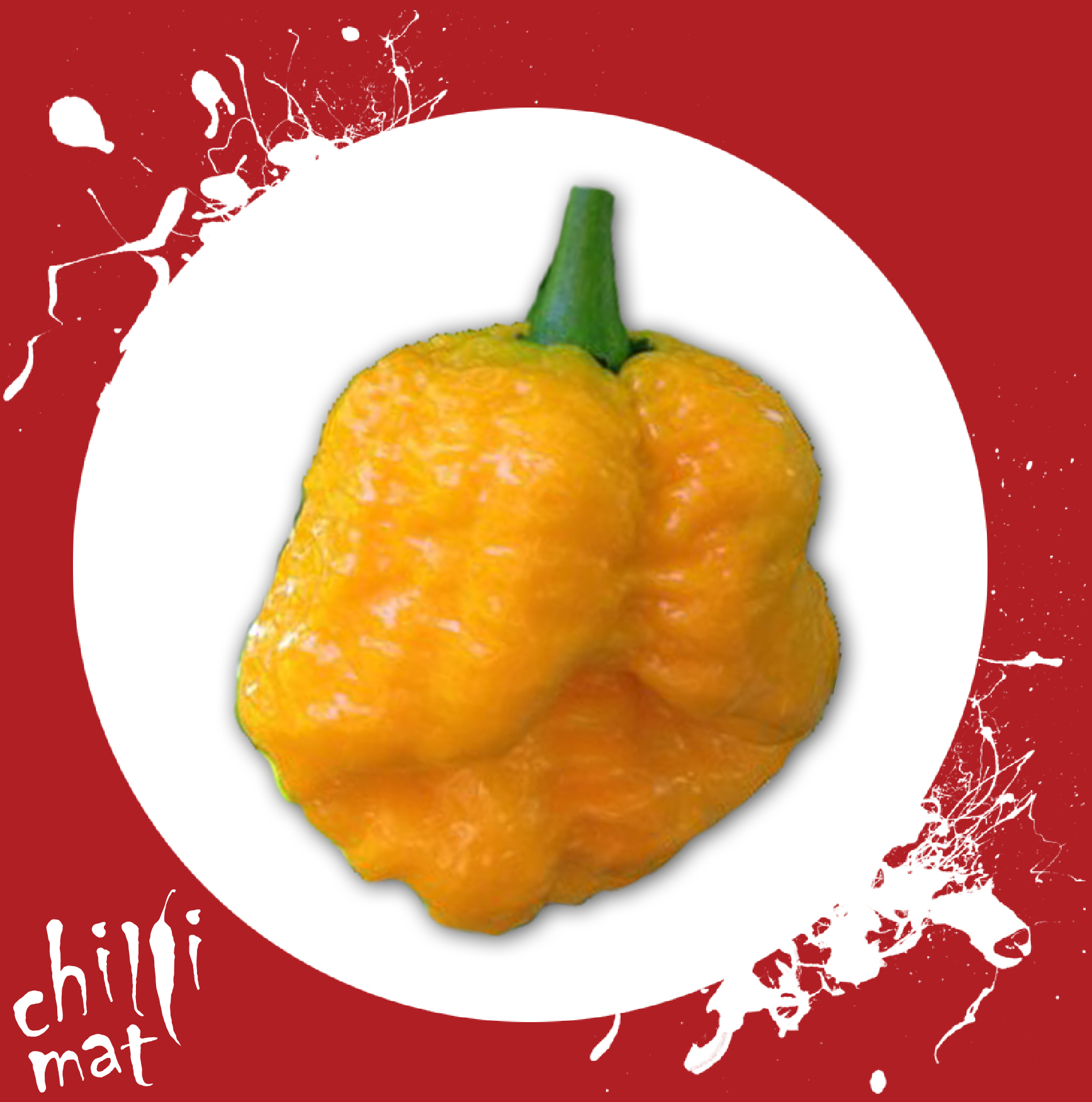 Trinidad scorpion moruga Yellow -sama